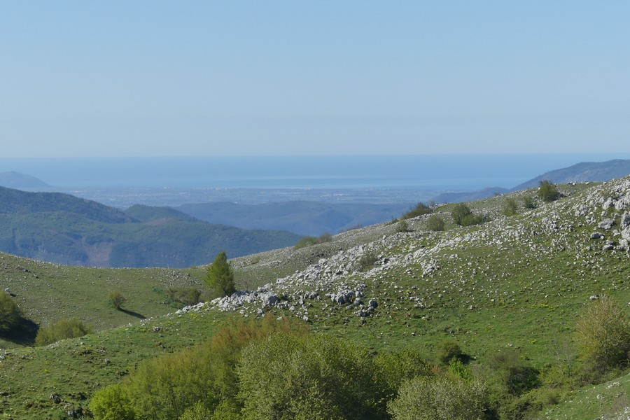 Ophrys lacaitae: la regina delle Ophrys prov. Frosinone  2020